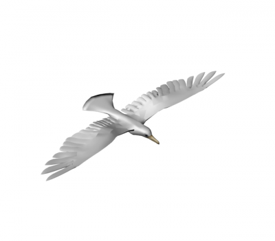Gull 3ds max model