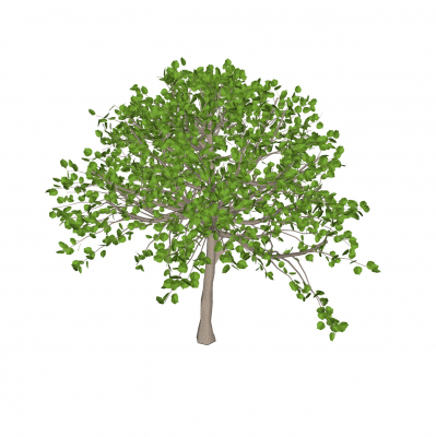 Ulmenbaum Sketchup-Modell