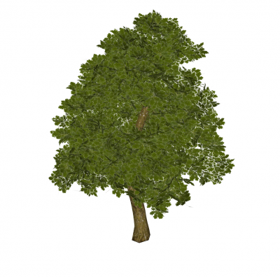Eiche Sketchup-Modell