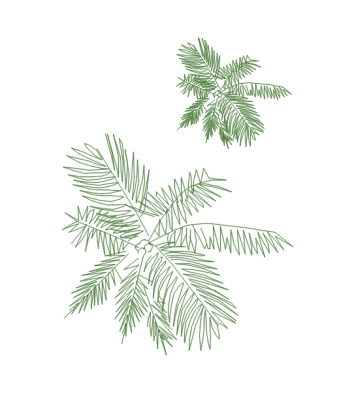 Tree Top dwg.