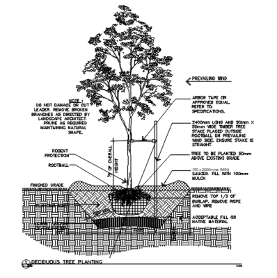 Deciduous Tree Planting .dwg