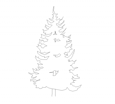 Spruce tree elevation DWG block 