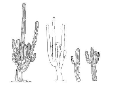 Collection of Cacti