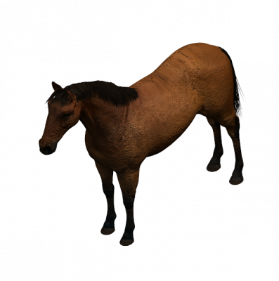 Horse 3DS Maxモデル