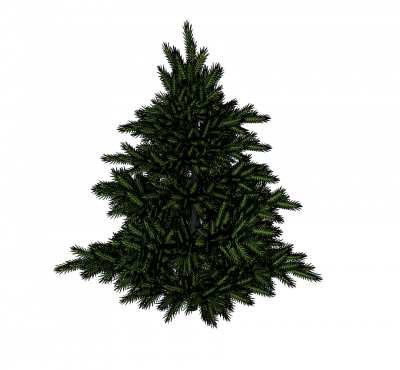 Kiefer SketchUp-Modell