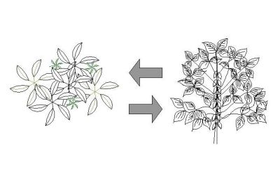 Dynamic Plant 2D dwg 