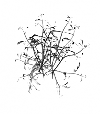 Plante 3ds max dwg et 3d