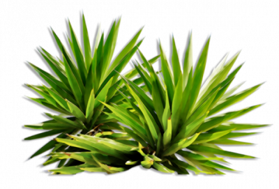 bush_PNG7212 dwg. 