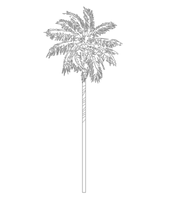Palm Tree dwg.