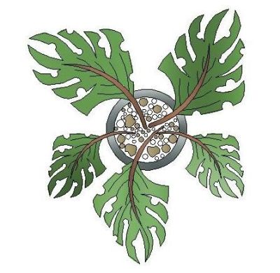 Plants - Potted Plant - Plan