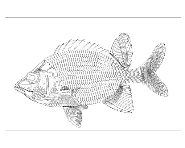 Free AutoCAD Drawing of Fishes are Moving Symbols-2