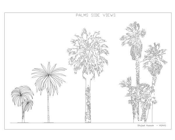 Palms trees in elevation views - set 1. CAD block in DWG format free download.