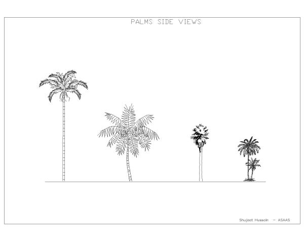 Palms trees in elevation views - set 4 . CAD block in DWG format free download.